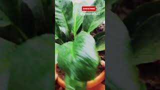 Repotting Peace Lily shorts gardening gardeningtips plants gardeningforbeginners [upl. by Arleta]