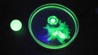 Uranium glass uranyl nitrate fluorescein and black light lamp ultraviolet light [upl. by Gardal]