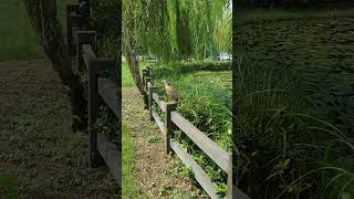 Blackcrowned Night Heron bird [upl. by Adnar]