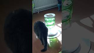 Gray tabby cat is suprised were all the catfood is gone [upl. by Valerle]