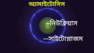 অ্যামাইটোসিস প্রক্রিয়া Amitosis in Bengalianimation [upl. by Nura]