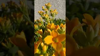 How to propogate Kalanchoe Blossfeldiana Plant [upl. by Llenrub]