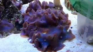 Time lapse blue mushroom coral HD [upl. by Bernhard]