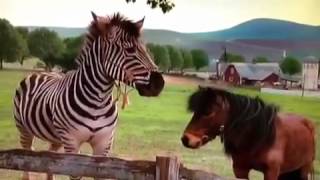 Racing Stripes and Eyewitness Horse Music Video [upl. by Wallache293]