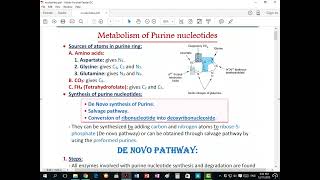 Purine Metabolism  Ettaweel Book [upl. by Joellen]