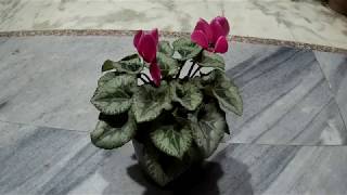 नर्सरी से लाये इस सुन्दर पौधेcyclamen के बारे में कलेक्ट की ये जानकारी I [upl. by Jolie]