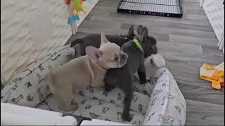 Frenchie puppies 9 week old cuties [upl. by Maer]