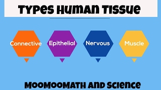 Types of Human Body Tissue [upl. by Emelita]