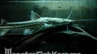 Planiceps Firewood Catfish  MonsterFishKeeperscom [upl. by Oran902]