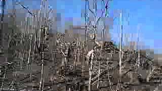 Tornado devastation on Bert T Combs Mountain Parkway in Sal [upl. by Ahseenat803]