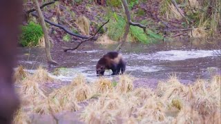 Now theres a legislative push as Colorado considers introducing wolverines back into the wild [upl. by Nuawtna]