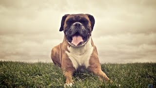 Boxer  tout savoir sur cette race de chien German Boxer VF [upl. by Uyerta]