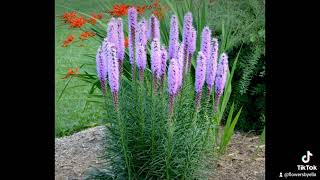 Liatris [upl. by Thagard]