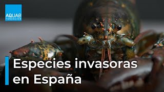 🦝🦜 Especies INVASORAS en ESPAÑA 🦜 🦝 [upl. by Fairfax544]