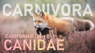 CARNIVORA I  Caniformia part1  Canidae 🐶 [upl. by Ilowell]