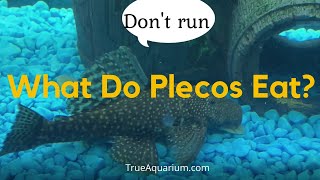 What Do Plecos Eat  Plecostomus care [upl. by Sahc]