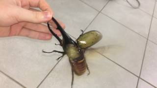 Largest beetle in the world flies [upl. by Marcella92]