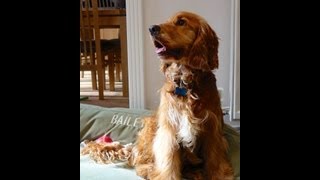 How to Stop Your Dog Barking in the Garden [upl. by Eldnik]