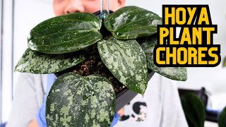 Hoya Plant Chores 🌱 potting propagations hoya updates hoya blooms 💚 indoor houseplants [upl. by Airotkciv614]