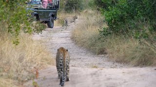 3 LEOPARDS a CARACAL and river crossing BABOONS [upl. by Nylazor]