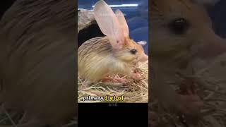 the enigmatic world of the pygmy jerboa adaptations and survival in the desert animals wildlife [upl. by Barry429]