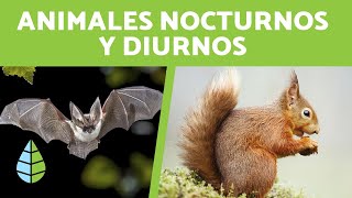 Animales DIURNOS y NOCTURNOS para Niños 15 Ejemplos [upl. by Sells]