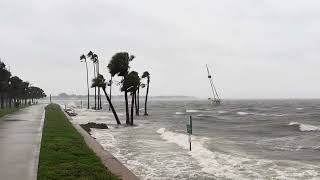 Hurricane Debby Storm Surge St Petersburg Tampa Bay Florida August 2024 Windy Rain Palm Trees Sway [upl. by Yorick405]