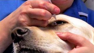 How To Apply Dog Eye Drops [upl. by Adnirb]