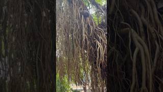 Aerial Roots as Dense as Luxuriant Hair nature rainforest plants tree shorts [upl. by Ellett]