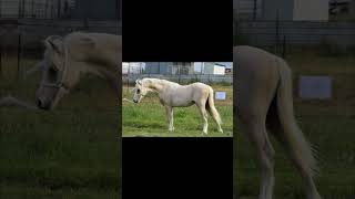 Tarcoola Myrddin 2023 Welsh A Colt [upl. by Oyr852]