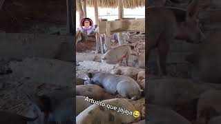 Uy Arturito doblaje humor drilococo comedia quillero doblajequillero memes risa [upl. by Annatnas]