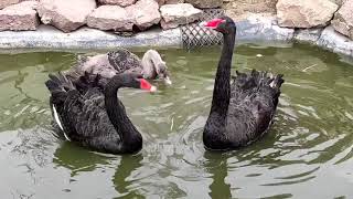 Fekete hattyúk Black swan Cygnus atratus [upl. by Iveel579]