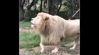 FUNNY Singing Lion All 3 parts HD [upl. by Krasner]