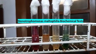 Stenotrophomonas maltophilia Biochemical Tests Demonstrations [upl. by Eilyah]