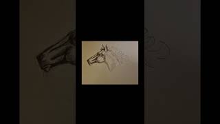 3 facts about horses shorts drawing horse cheval fougueux pencildrawing tutodessin dessin [upl. by Ilrak]