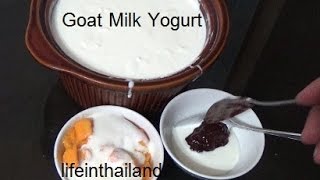 Making Goat Milk Yogurt  Yogurt in the slow cooker [upl. by Wall898]