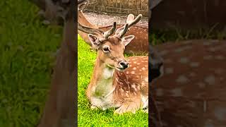 Adorable Fallow deer chilling out for a while fallowdeer animals [upl. by Luebke]