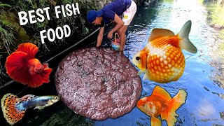 Part1 HOW to catch tubifex worm for Ornamental Fish  Best live food to grow fish faster [upl. by Cj758]