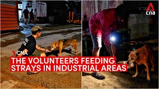 Feeding strays in Singapore’s industrial areas [upl. by Huang]