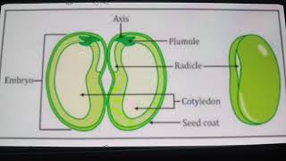 Seed  Definition and Structure [upl. by Nitin]