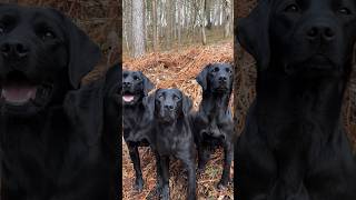 😵 Stunning Labrador Retrievers gundog dogtraining dog labrador [upl. by Antonina]