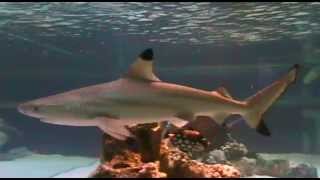 BLACK TIP REEF SHARK HOME TANK [upl. by Raybin]