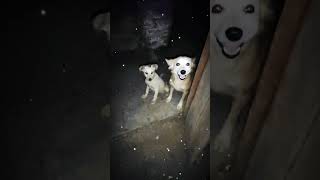 dog lover statue  dog lover Video  trendingshorts viralvideo shorts youtubeshort [upl. by Hardy]