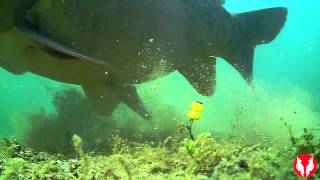 Water Wolf HD  An Underwater Fishing Camera [upl. by Nnilsia]