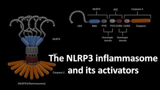 NLRP3 inflammasome and its activators [upl. by Luann]