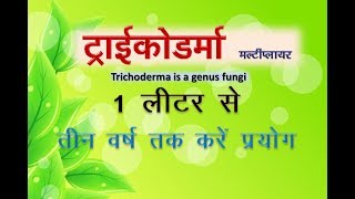 Trichoderma fungi liquid  ट्राइकोडर्मा तरल के 1 लीटर से तीन साल तक करे प्रयोग [upl. by Diskson]