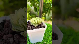 Haworthia cooperi Variegated plants bonsai garden aeonium gardening shorts [upl. by Cornwell]