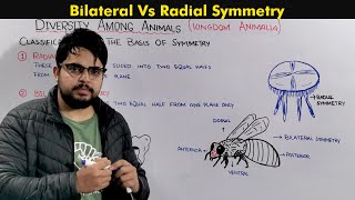 Bilateral and Radial Symmetry in Animals Classification On the Basis of Body plan [upl. by Adnahsam741]