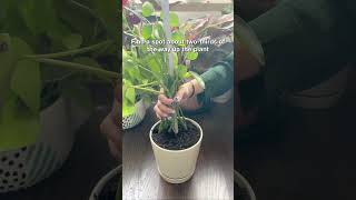 How to fix leaned and toppled houseplants🪴succulentsbox houseplant pileapeperomioides shorts [upl. by Anaihr]