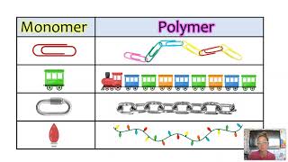 Intro to Macromolecules CHONP Monomer vs Polymer General bio Updated [upl. by Nataniel]